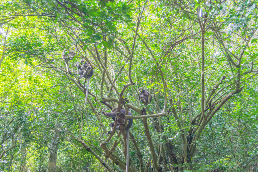 monkeys at Koh Wua Talap - Angthong Marine Park tour