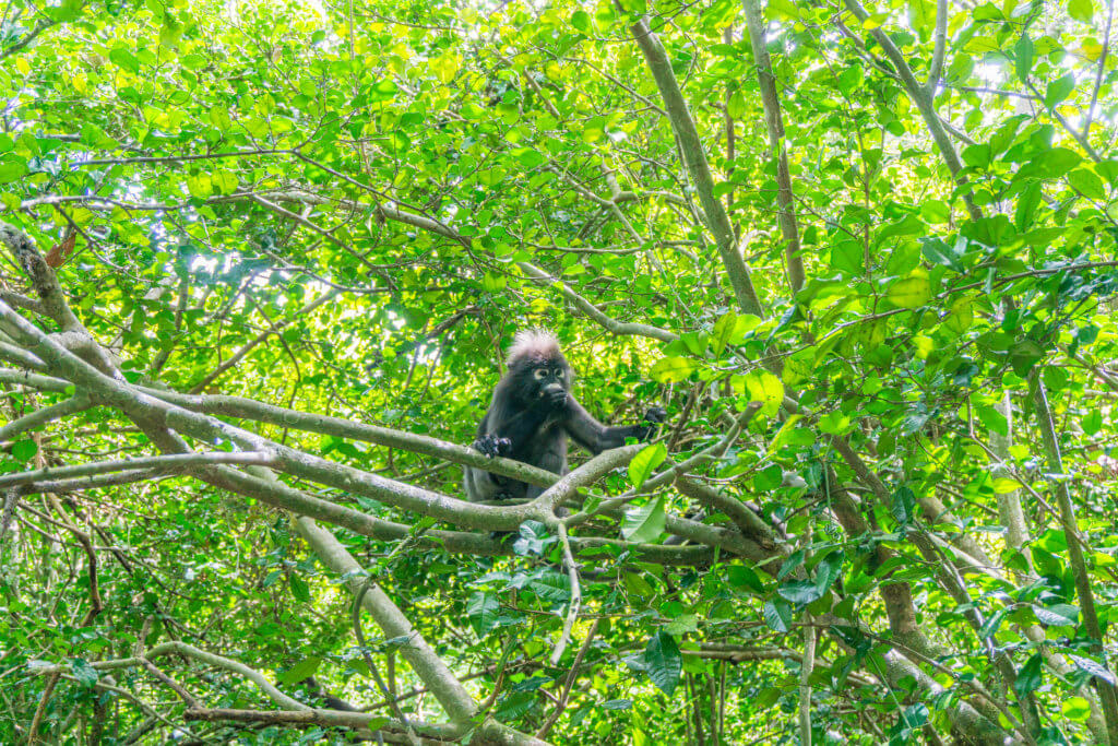 monkeys at Koh Wua Talap - Angthong Marine Park tour