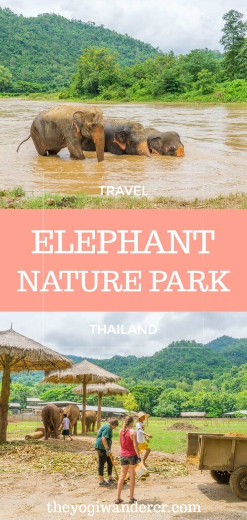 The truth about riding an elephant in Thailand, and an ethical alternative: Elephant Nature Park, in Chiang Mai #Elephants #ElephantSanctuary #ElephantNaturePark #SaveTheElephants #ChiangMai #Thailand #Asia #SoutheastAsia