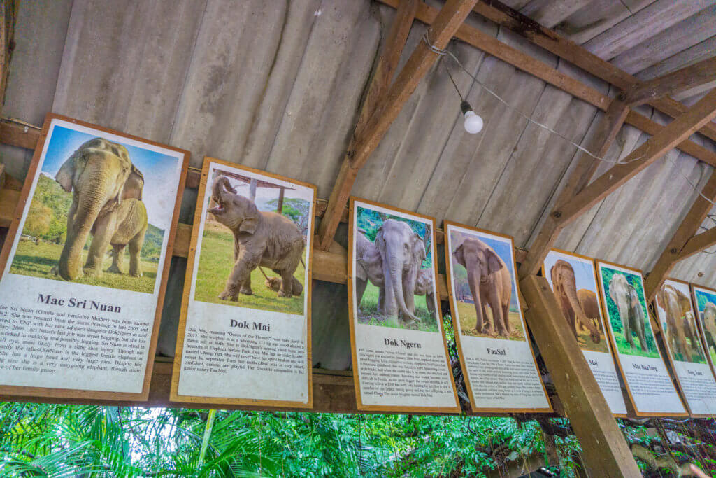elephant photos - elephant sanctuary in Thailand