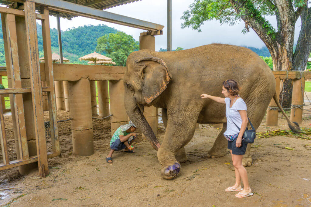 an injured female elephant - don't ride elephants in Thailand