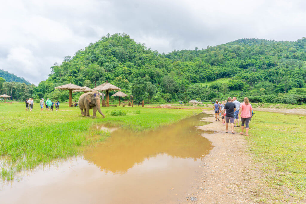 elephant nature park - save elephant foundation