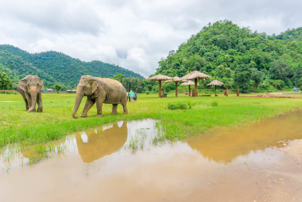 elephants at elephant nature park - the truth about elephant trekking in Thailand