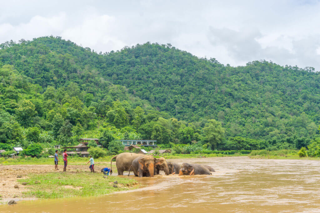 elephants bathing in the river - ethical elephant sanctuary Thailand