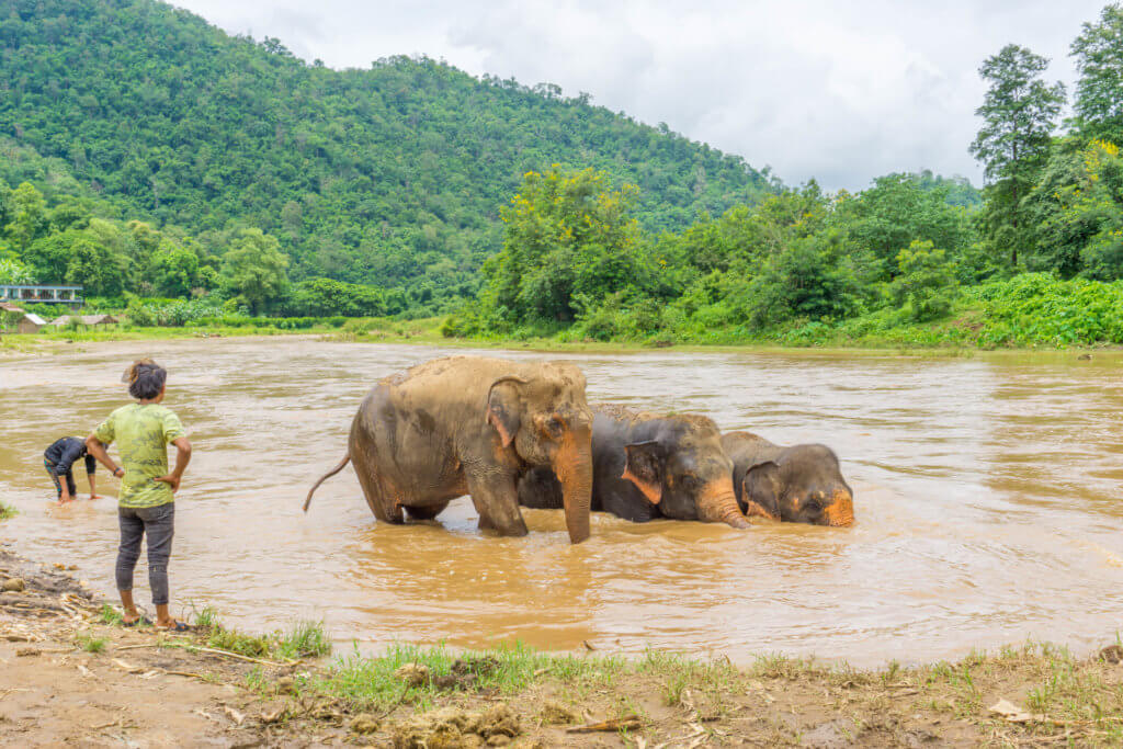 elephants bathing in the river - elephant sanctuary northern Thailand 