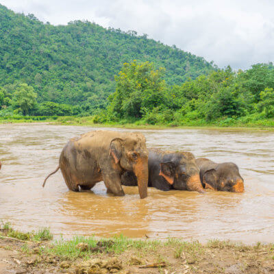 elephants bathing in the river - elephant sanctuary northern Thailand