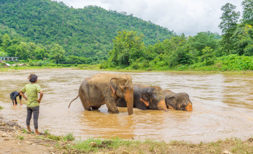 elephants bathing in the river - elephant sanctuary northern Thailand