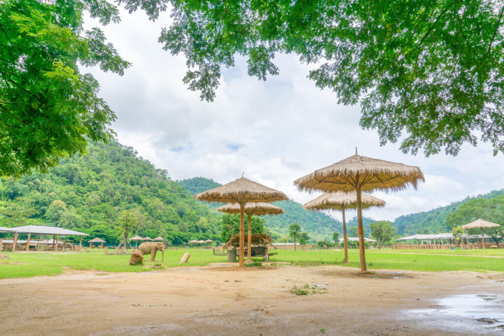 elephant nature park - the best elephant sanctuary in Chiang Mai