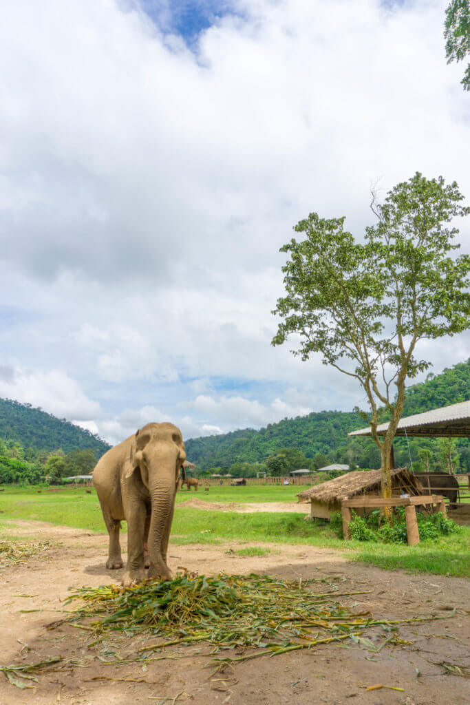 elephant at elephant nature park - the truth about elephant rides in Thailand
