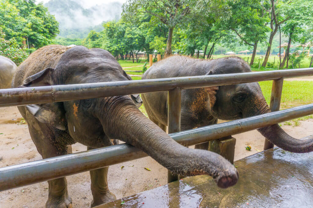 elephants align in the platform for feeding time - elephant sanctuary