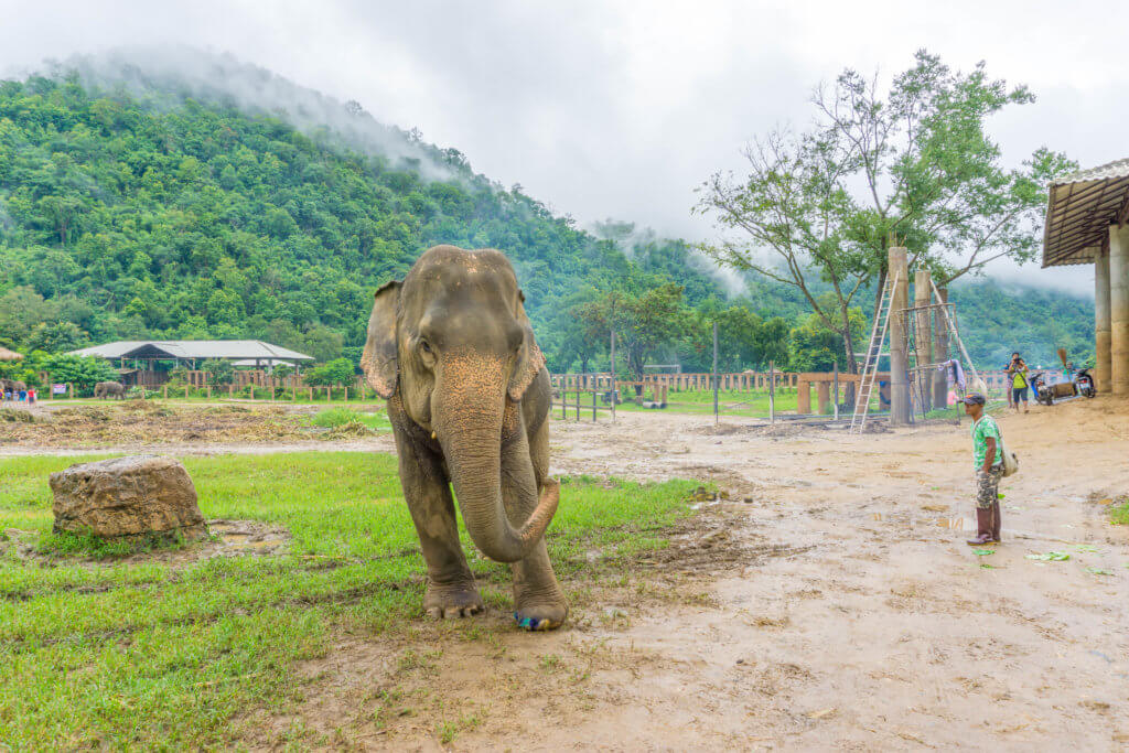 one of the elephants in the park - the truth about riding elephants in Thailand
