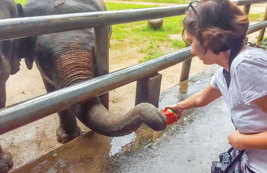 me feeding an elephant - elephant sanctuary in Chiang Mai