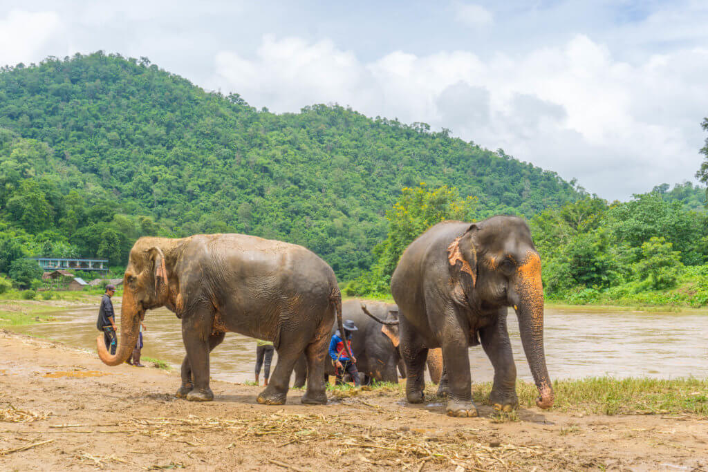 Elephant Nature Park - top things to do in Chiang Mai