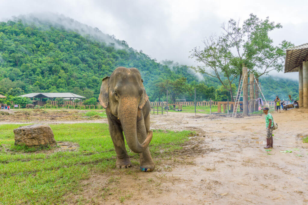 Elephant Nature Park - what to do in Chiang Mai in 4 days