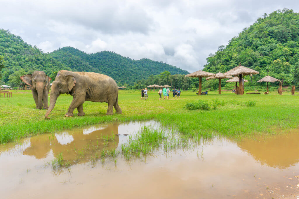 Elephant Nature Park - Chiang Mai 4 days itinerary