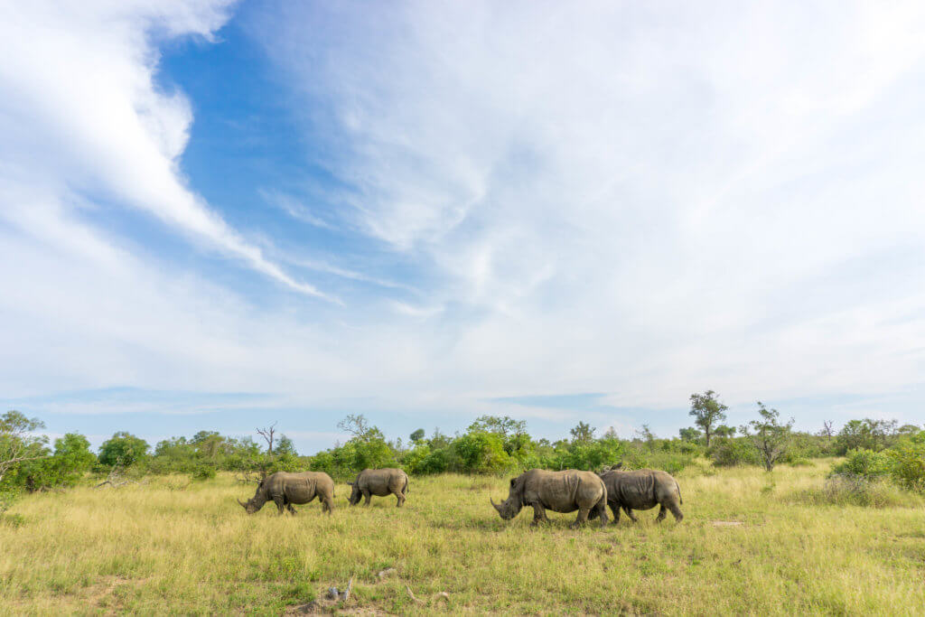 Safari in Africa: Rhinos at Kruger National Park