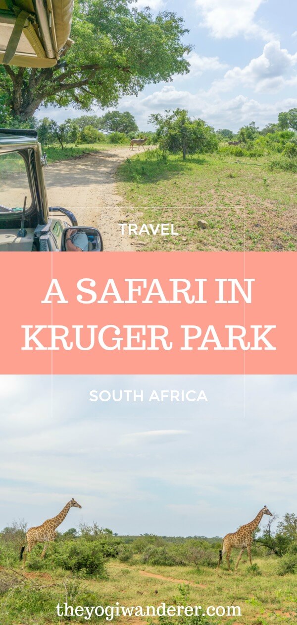 Kruger National Park Safari: Cost & Tips - The Yogi Wanderer