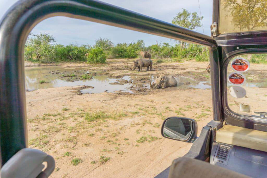 Kruger National Park game drives