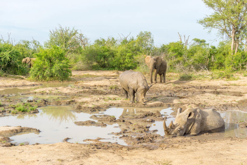 Kruger National Park safari - rhinos and elephants