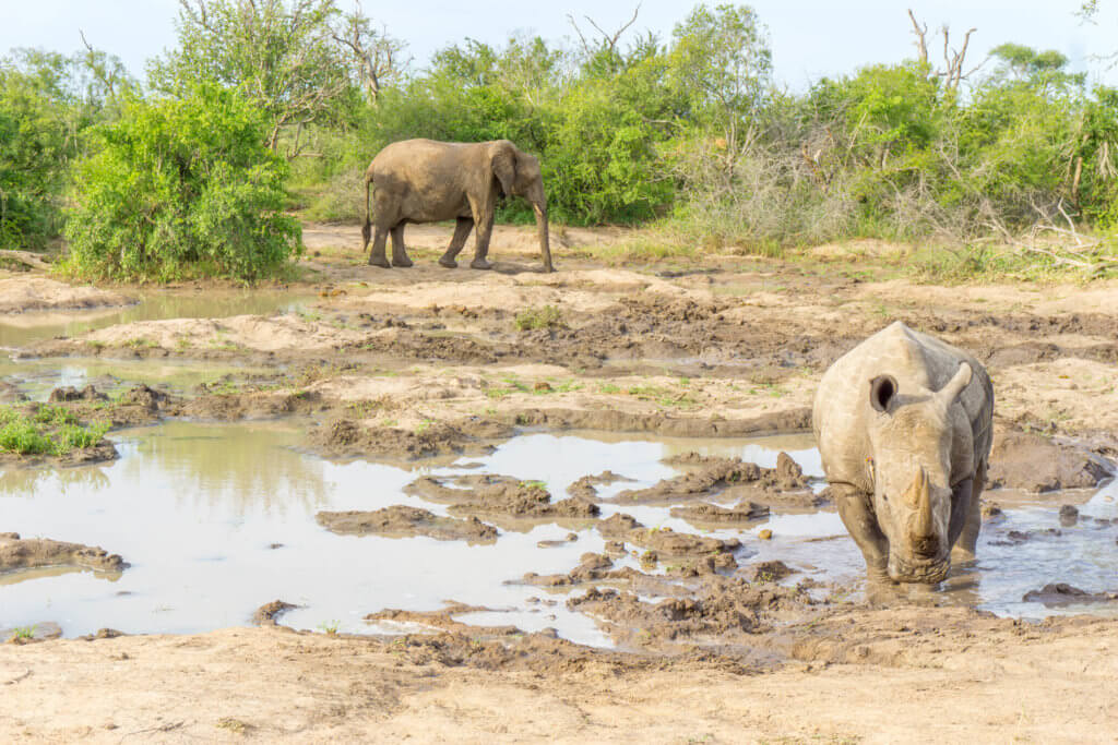 Kruger Park safari