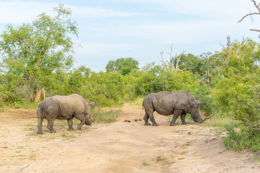 safari in Kruger National Park