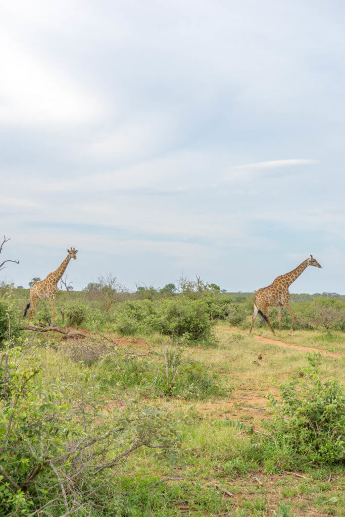 safari in Kruger Park - giraffes