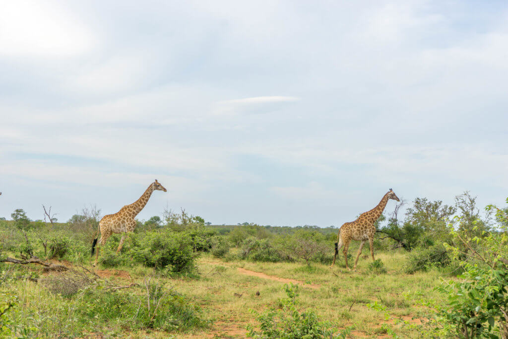 safari in Kruger Park - giraffes