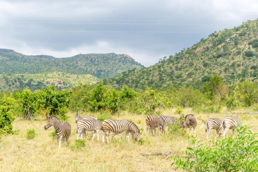 Kruger Park prices - zebras