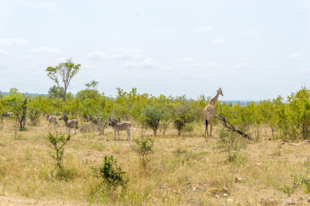 Kruger Park price - zebras and giraffes