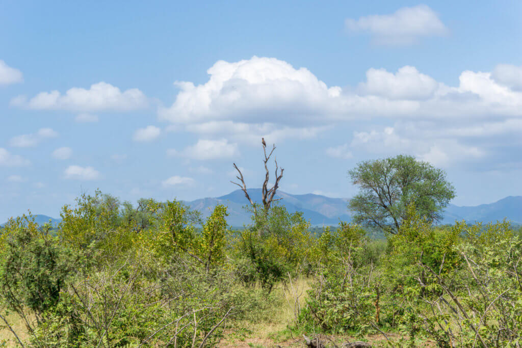 Kruger National Park price - eagle