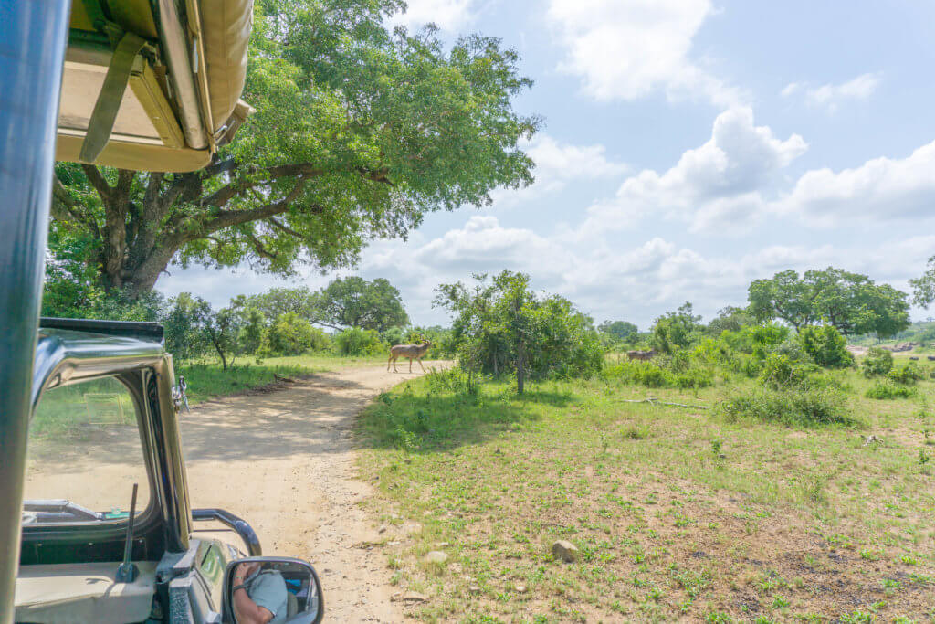 Kruger National Park game drive