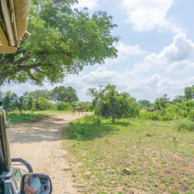 Kruger National Park game drive