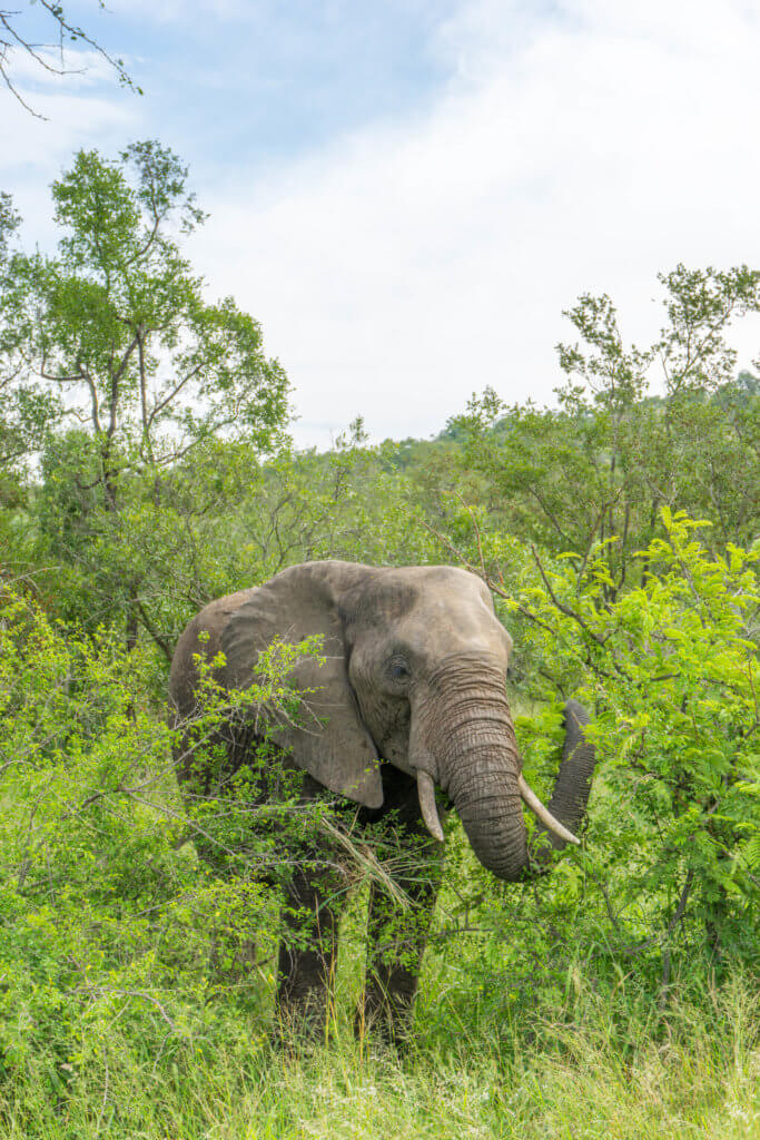 Kruger National Park costs - African elephant feeding