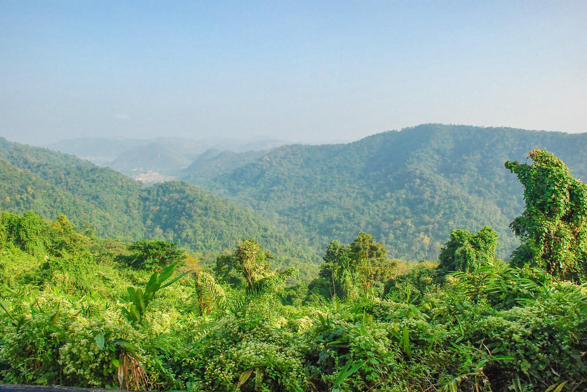 Тропические вечнозеленые леса Тайланда