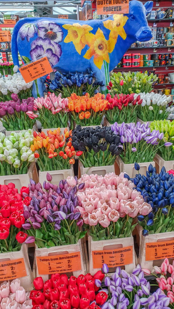 tulips - 2 day Amsterdam itinerary