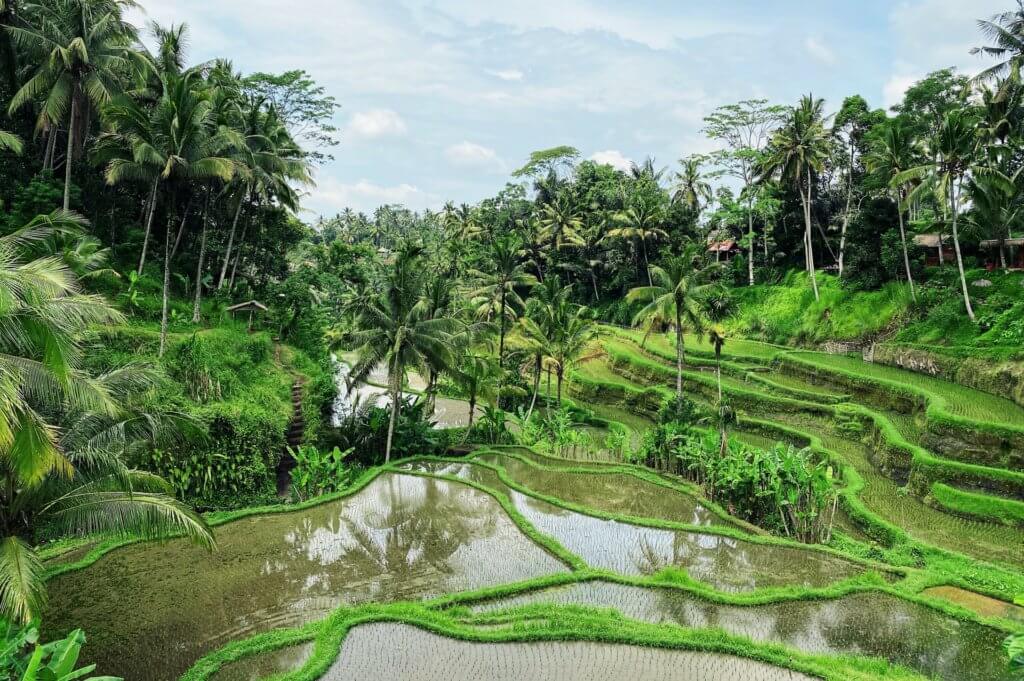 rice terrace - Ubud yoga retreats Bali