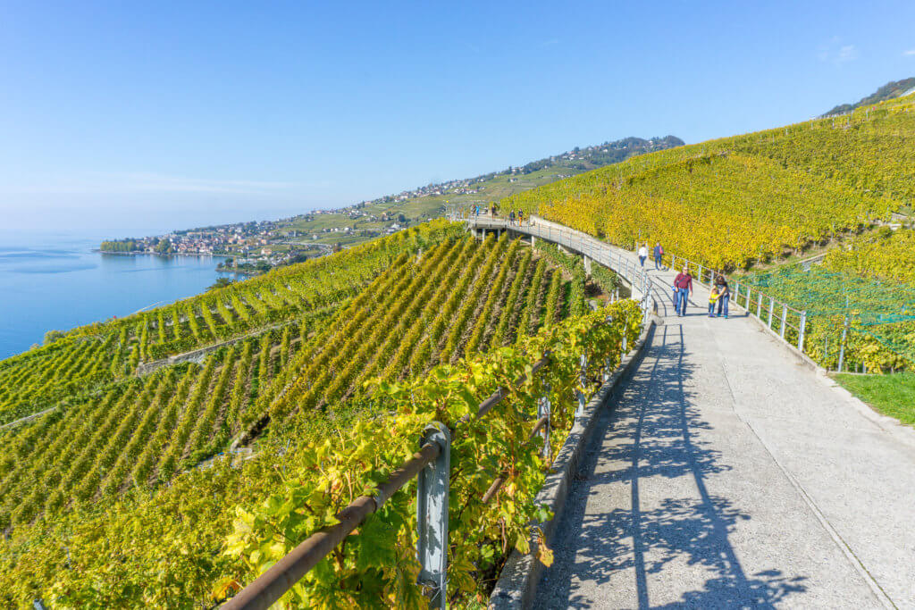 Lavaux Vineyards - best hikes in Switzerland for beginners